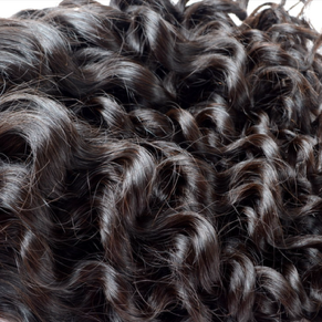 Brazilian Burmese Curly